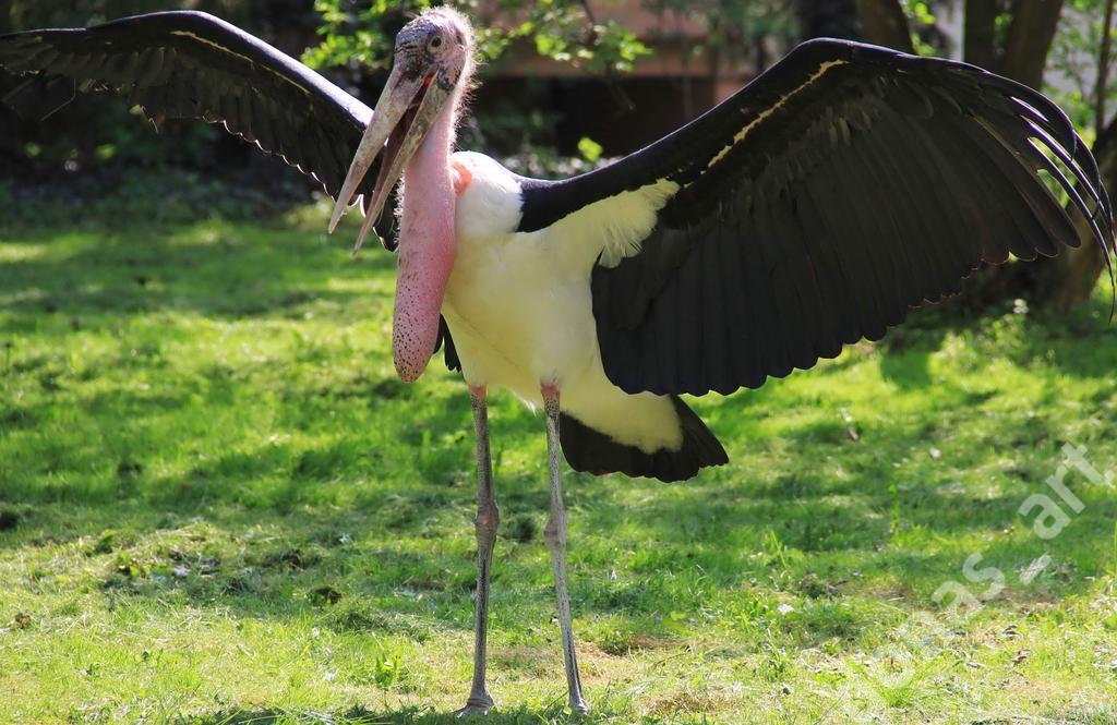 FOTO MARABUT FOTOGRAFIA  ZOO za symboliczny 1złoty