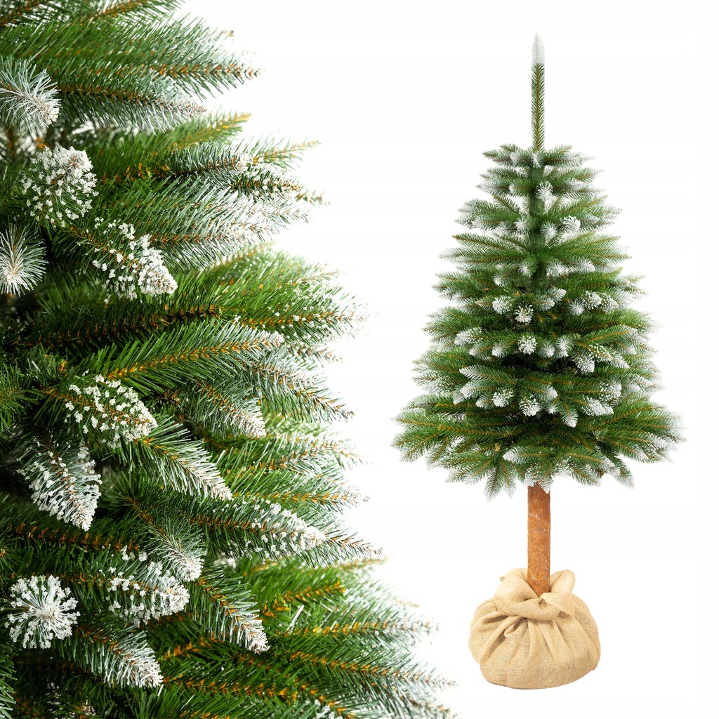 CHOINKA NA PNIU ŚWIERK KAUKASKI DIAMENTOWY 180 CM 12835896420