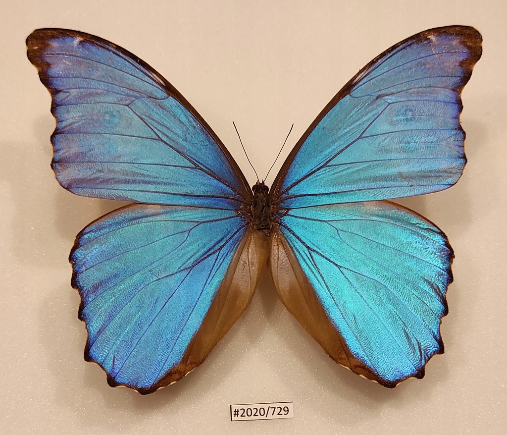 Motyl Morpho didius samiec 142mm ŁADNA JAKOŚĆ !!