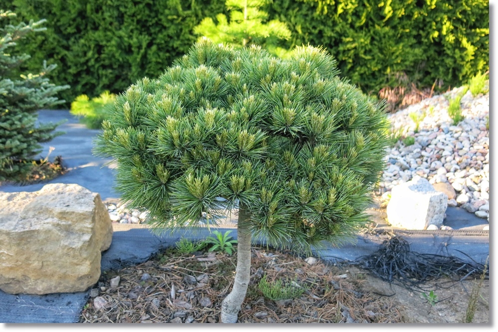 Pinus strobus 'Cyrus' - unikat !!!