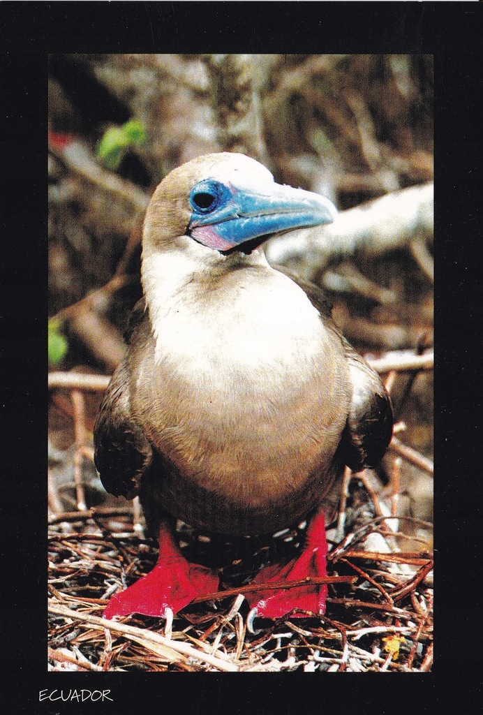 Fauna Ameryki - Galapagos - unesco