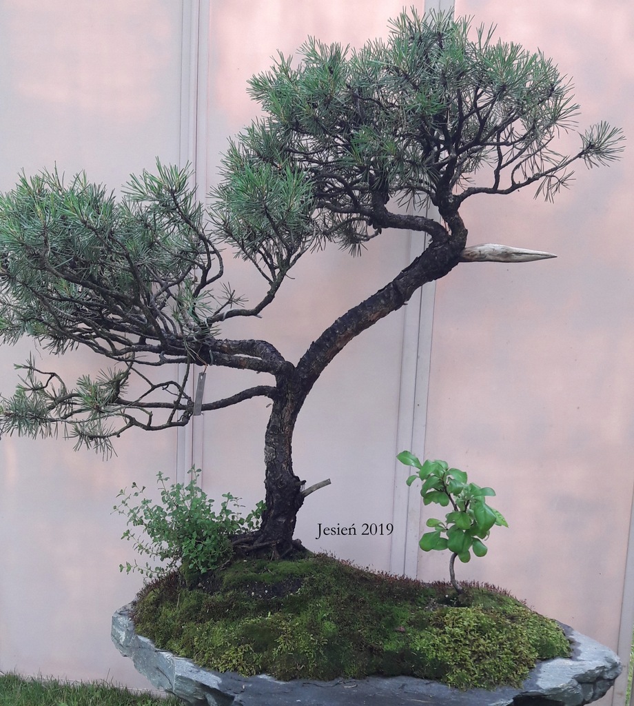 Sosna pospolita (Pinus sylvestris).