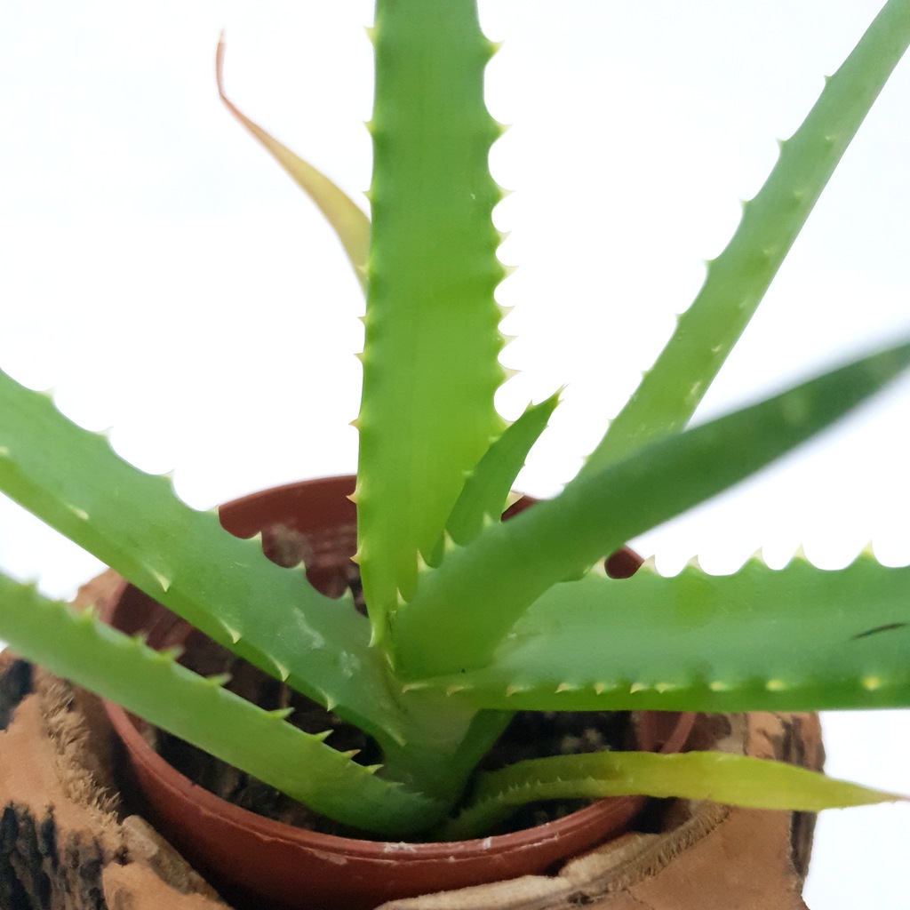 РђР»РѕСЌ arborescens