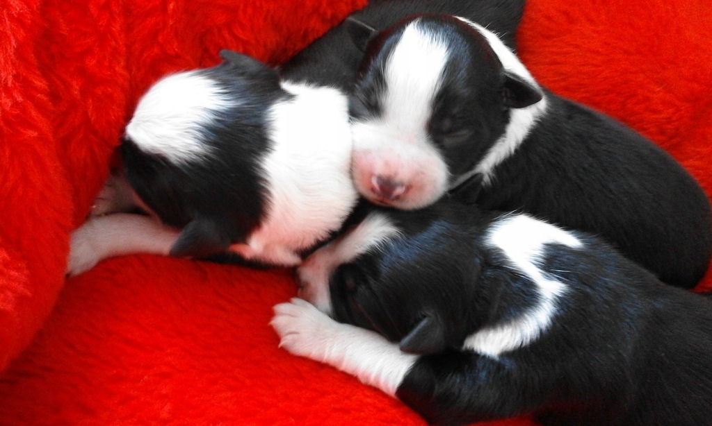 Border Collie -piękne maluszki z rodowodem