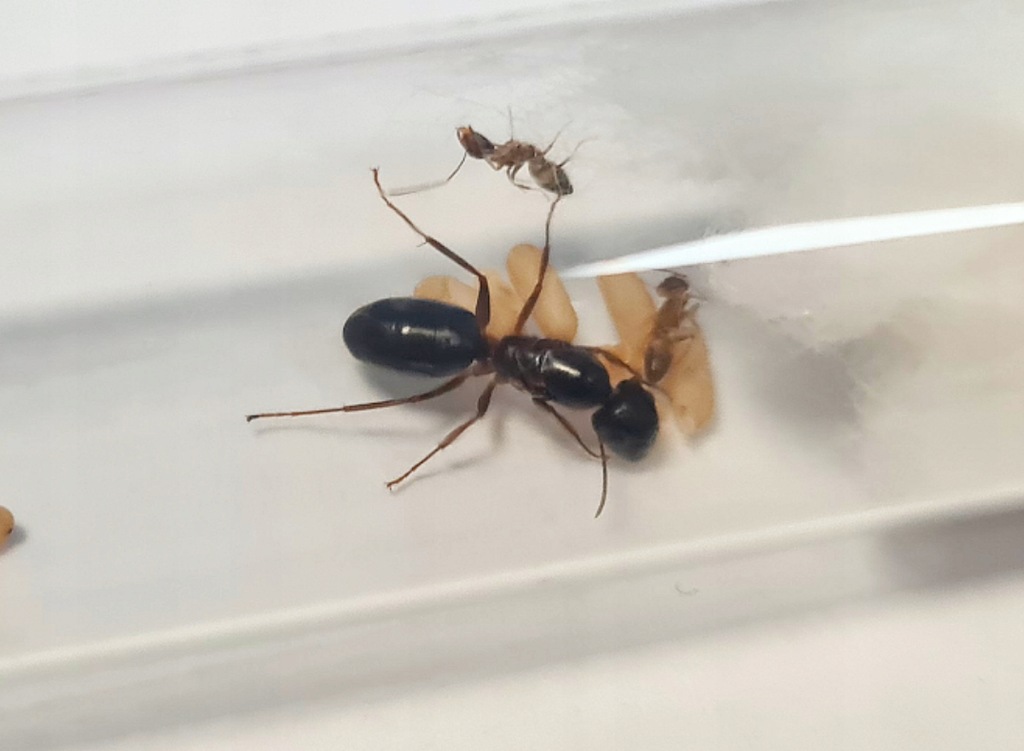 Camponotus albosparsus Q+11-20 w. Kolonia Mrówek