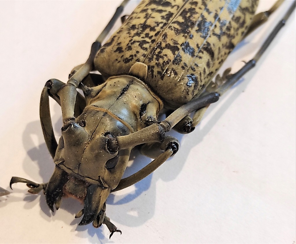 Para chrząszczy Pseudomeges marmoratus samica +85mm samiec +75mm .