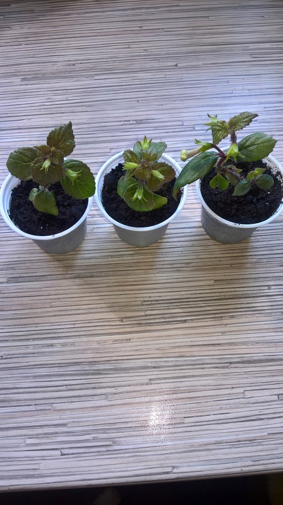 Achimenes Ambroise Verschaffeltsadzonka 8315785619 oficjalne