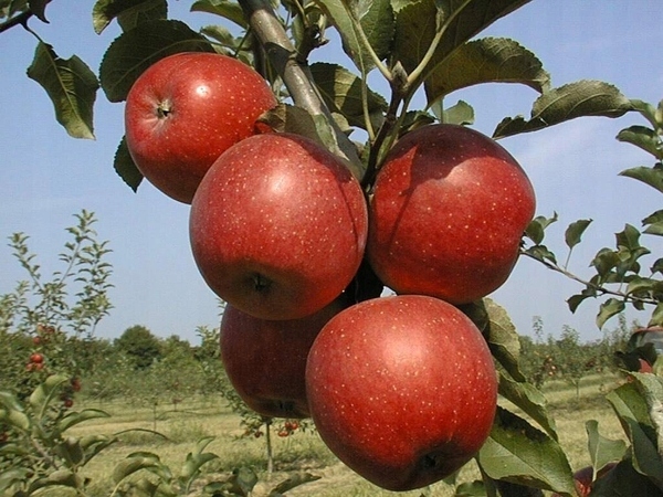 JABŁOŃ GALA KARŁOWA 303