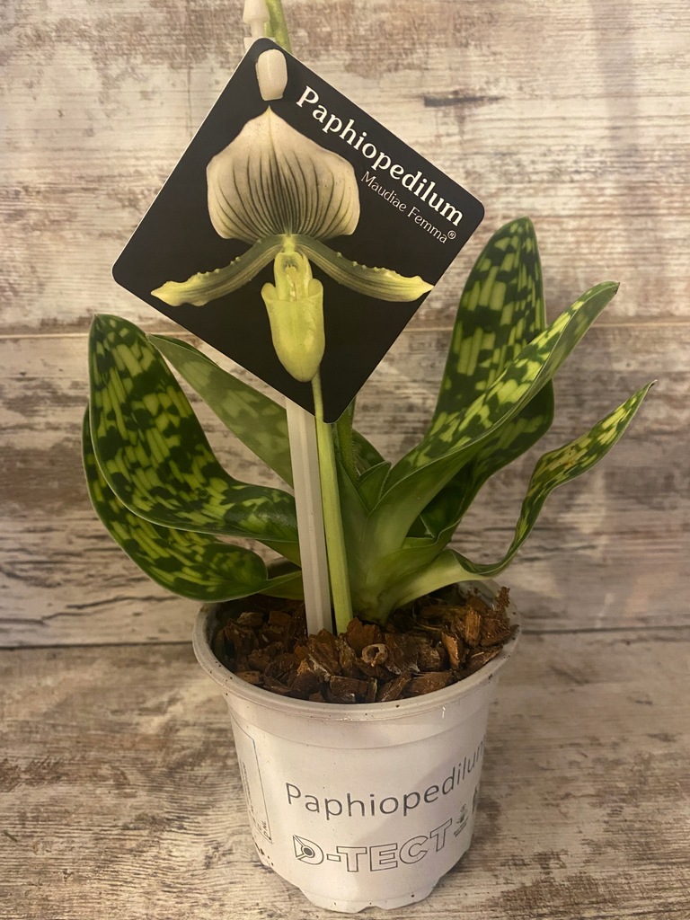 paphiopedilum 40cm maudiae femma tylko liście