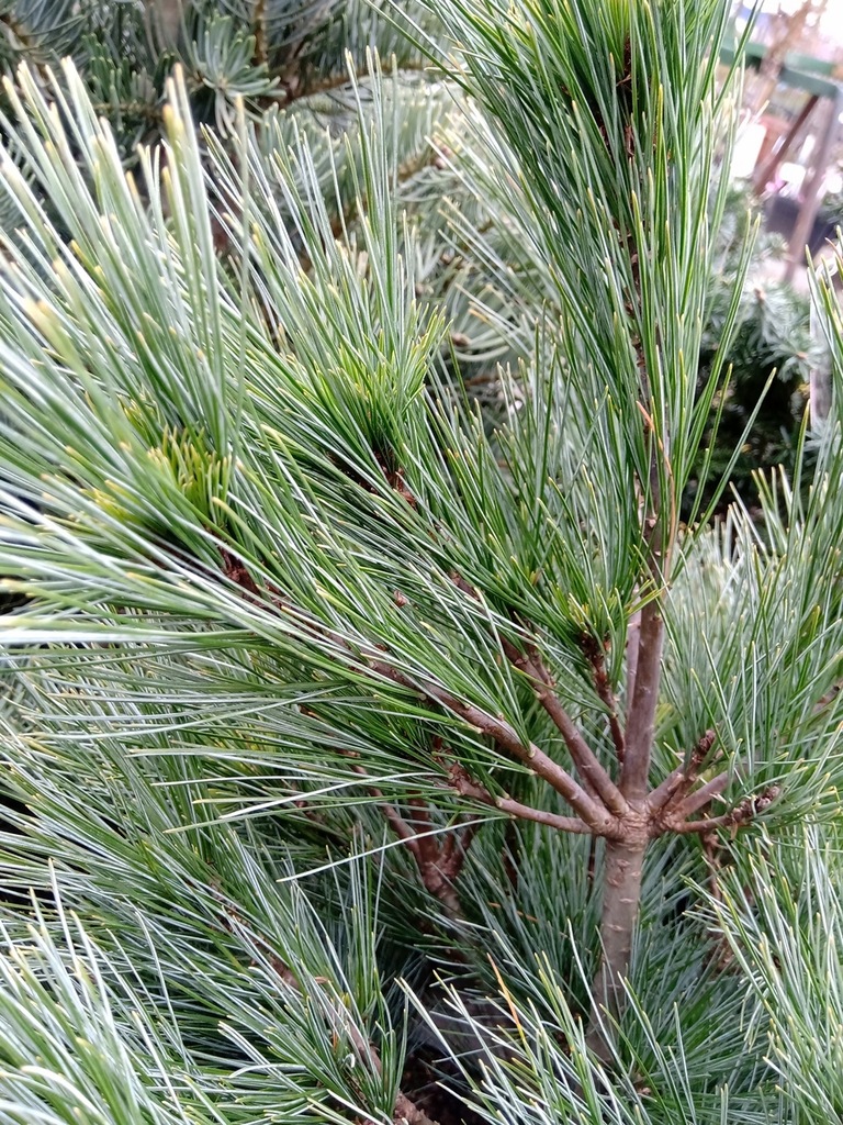 ) holmboe). сосна палласа крымская шишка. сосновый отзывы. Pallasiana (lamb. сосновый отзывы.