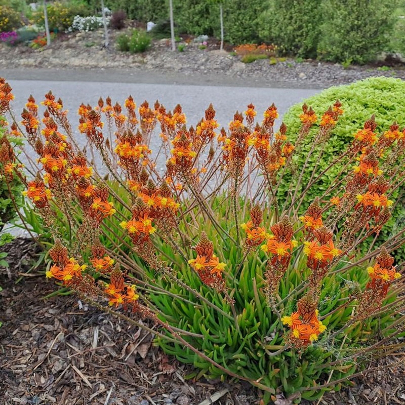 Bulbine krzewiasta Avera Sunset Orange SUKULENT ziołolecznictw P11