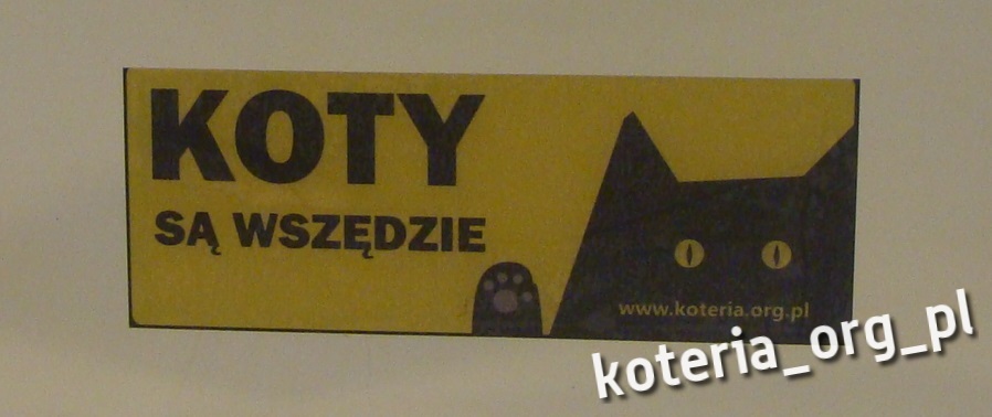 KOTY SĄ WSZĘDZIE  na szybę dla Koteria.org.pl