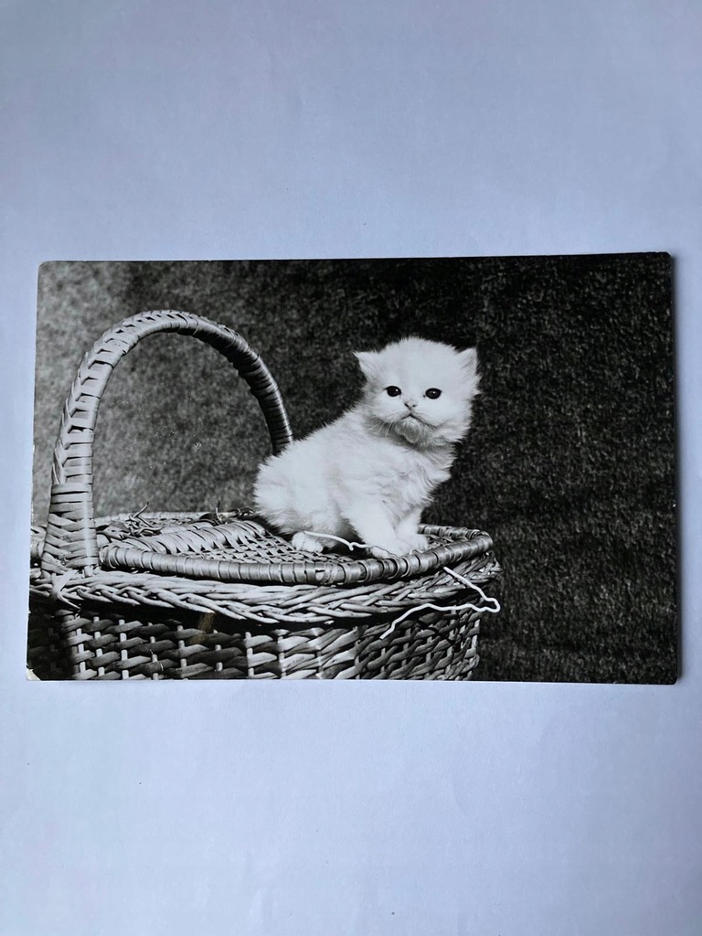 Koty koty stara pocztówka