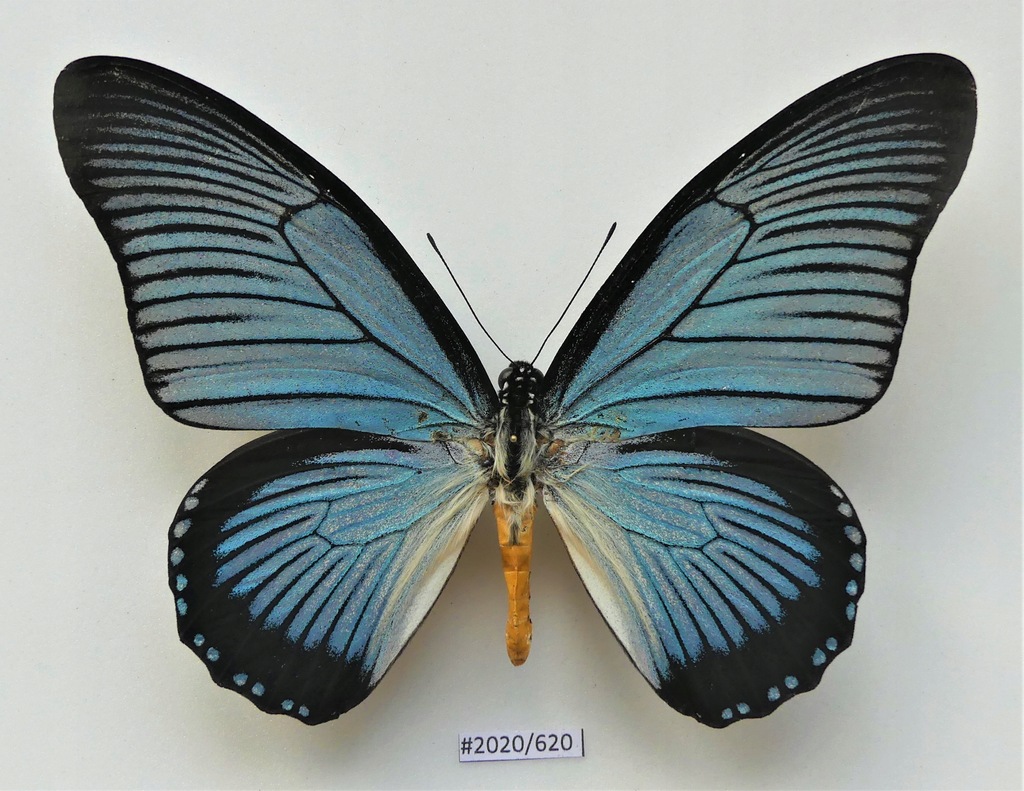 Motyl Papilio zalmoxis 135mm samiec PIEKNY STAN !!