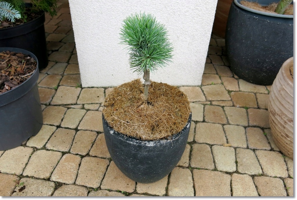 Pinus parviflora Kin-po - !!!