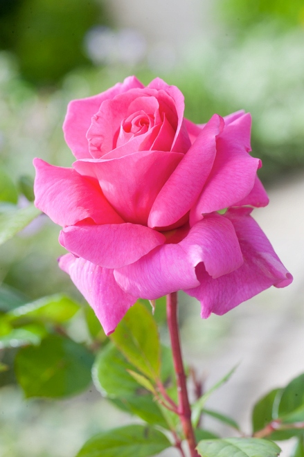 RÓŻA WIELKOKWIATOWA 'CRYTERION' | BALOT | SADZONKI RÓŻ