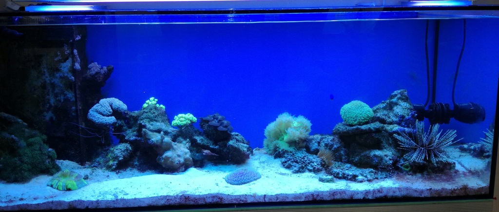 akwarium morskie ze stelażem 340 litrów żywa skała