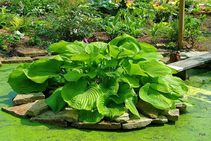 Duża HOSTA Funkia SUM AND SUBSTANCE sadzonka 2L