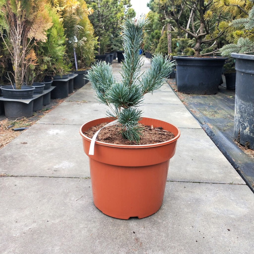 Pinus parviflora Tempelhof sosna drobnokwiatowa C7 - 8984833974