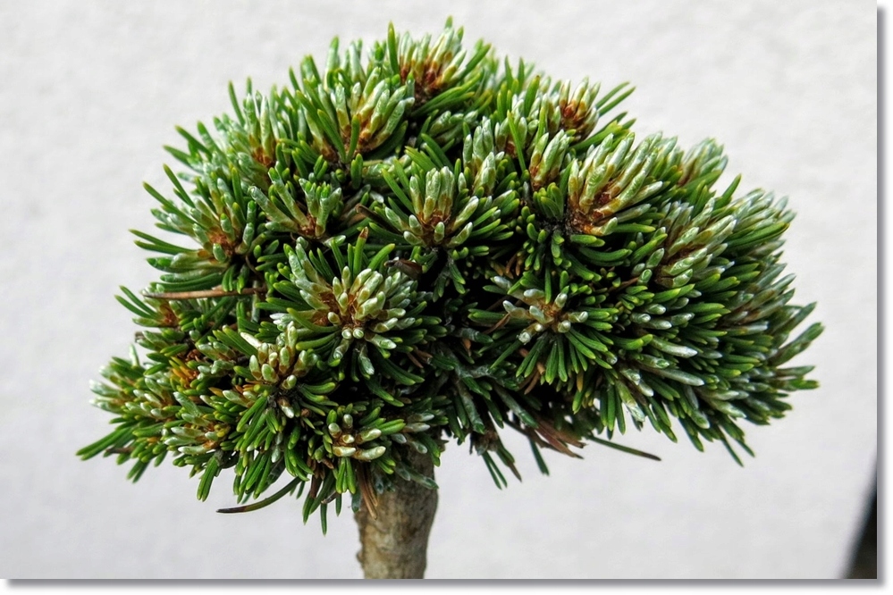Купить Pinus mugo 'Koeman Franz' - уникальный карлик!!: отзывы, фото и ...