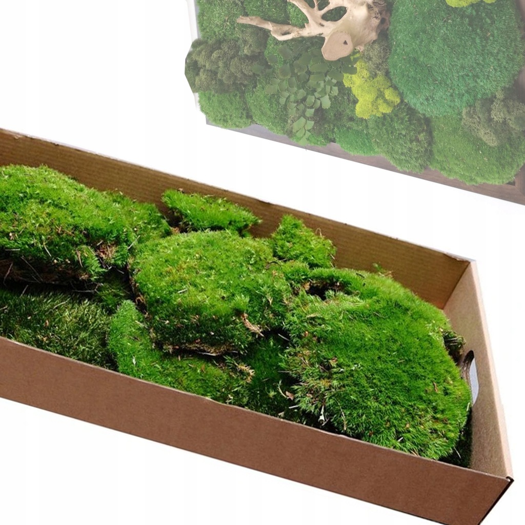 Купить Подушкообразный мох темно-зеленый 20г лесной в стакане 1 шт: отзывы, фото, характеристики в интерне-магазине Aredi.ru