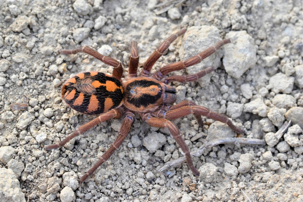 Hapalopus sp kolumbia gross L4 - Spider Lublin