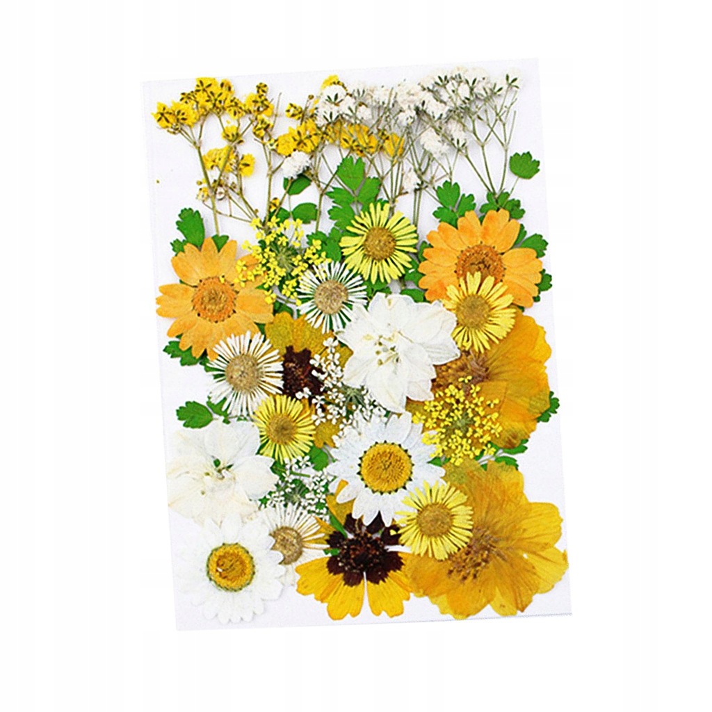 30x luzem suszone kwiaty liście DIY ozdoby do scrapbookingu Yellow_White