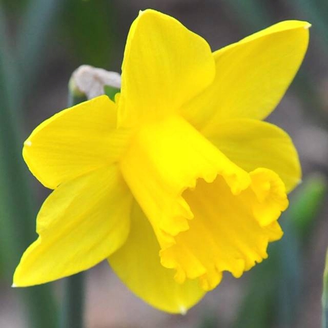 Narcyz Wielkoprzykoronkowy Saint Keverne 50 szt. 12382181343