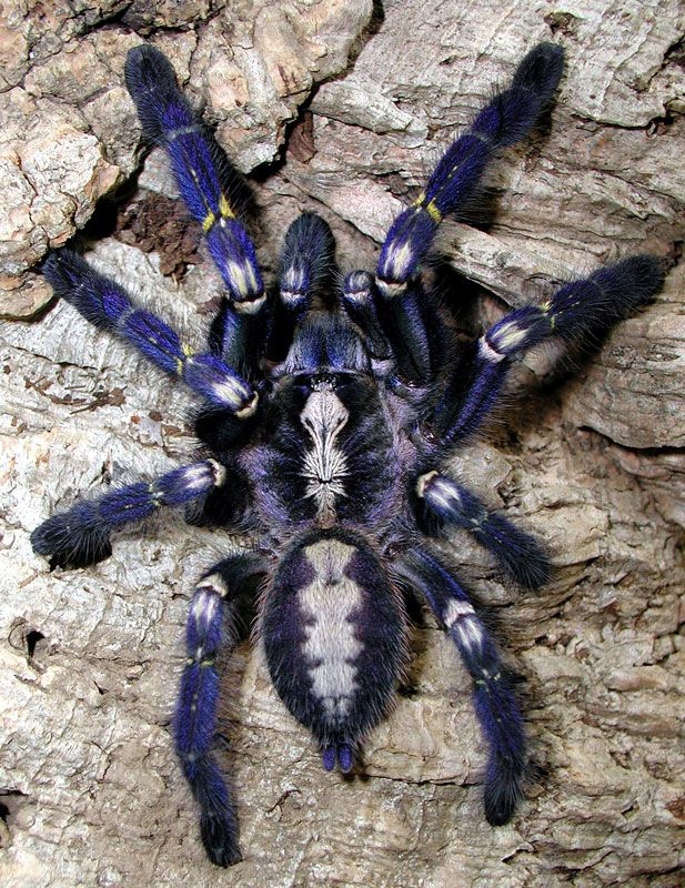 Poecilotheria metallica Niebieski ptasznik 3.5 DC