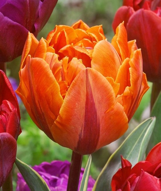 Tulipany pełne odmiana Orange Princess 5 szt