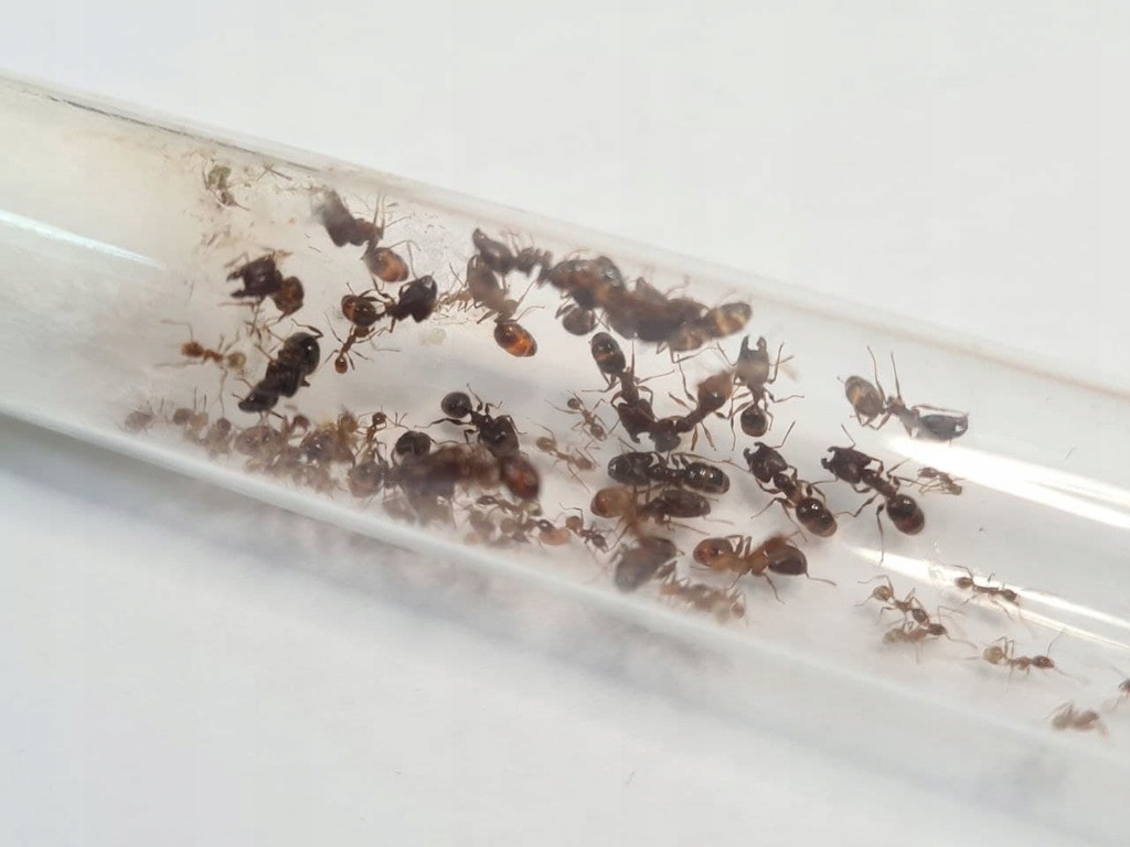 Pheidole megacephala Q+41-60 w. Kolonia Mrówek
