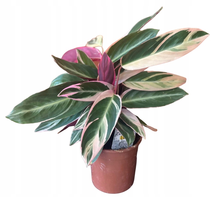 Stromanthe Triostar różowa DØ14cm