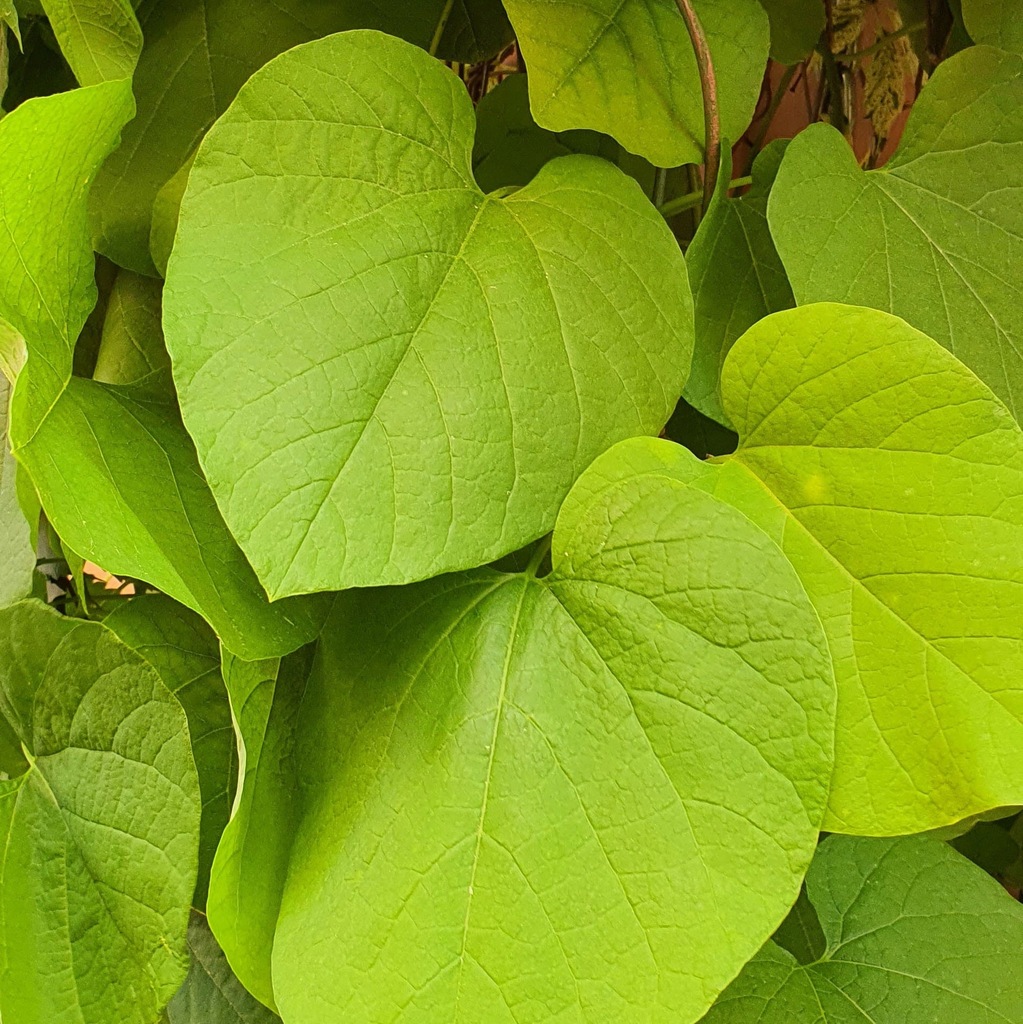 Kokornak wielkolistny 2L Ogromne piękne liście