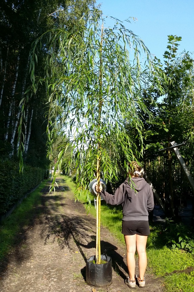 WIERZBA PŁACZĄCA 'CHRYSOCOMA' (SALIX) 400cm