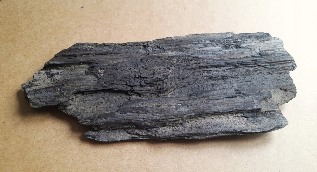 skamieniałe drewno, miocen