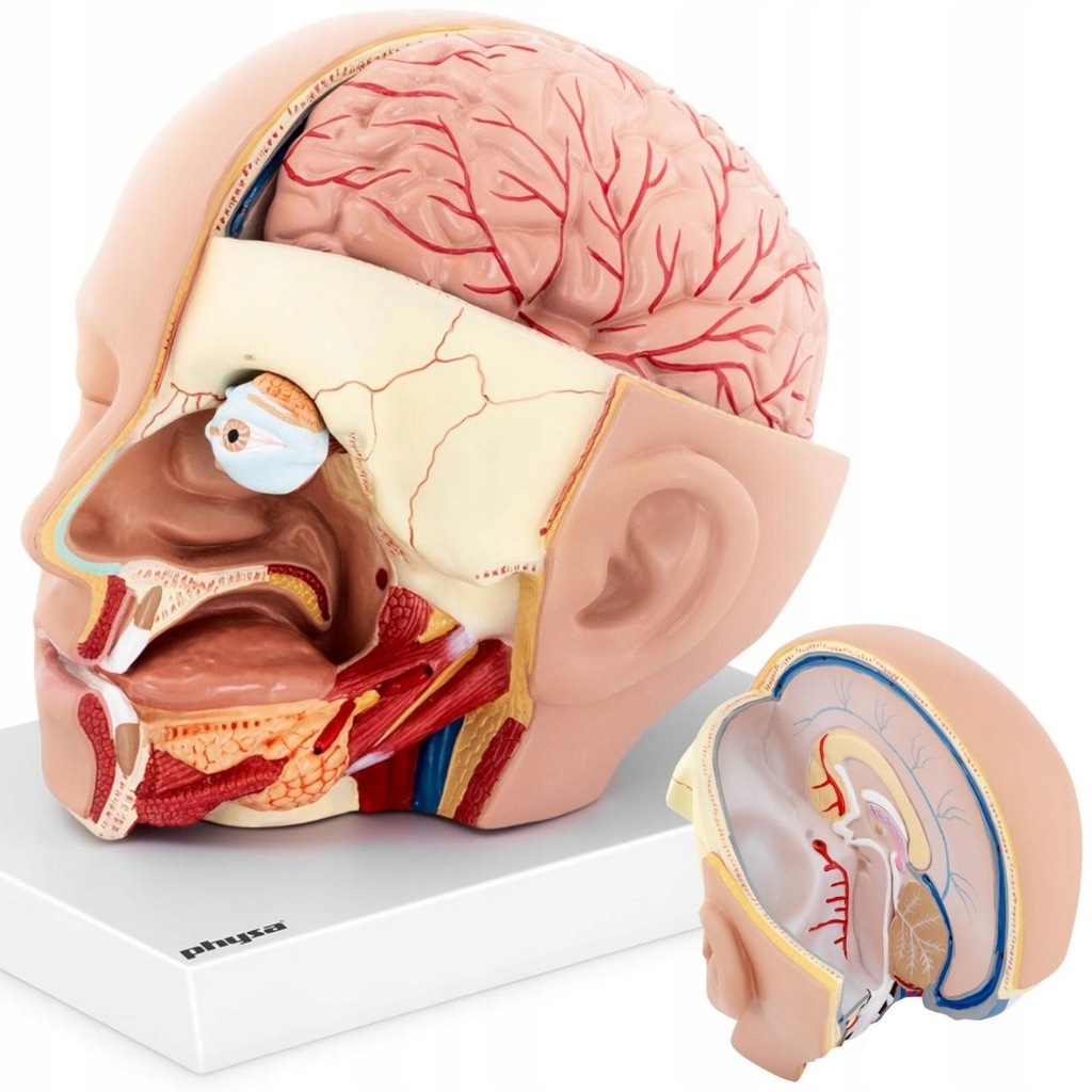 Model anatomiczny 3D głowy i mózgu człowieka skala