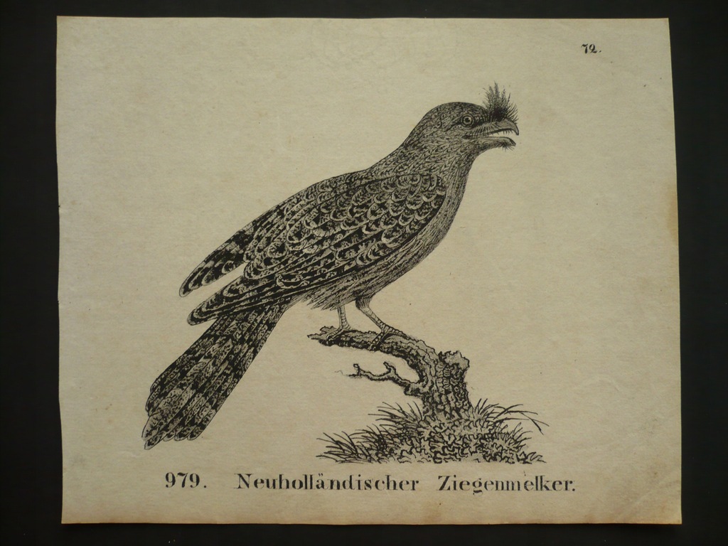 ptak lelek kozodój, oryg. 1828
