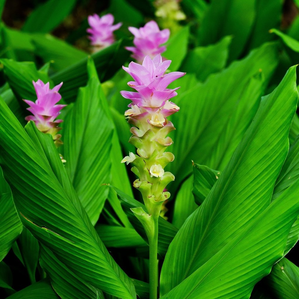 Куркума что за растение. Куркума длинная. Растения curcuma longa. Куркума ароматная. Куркума цветок.