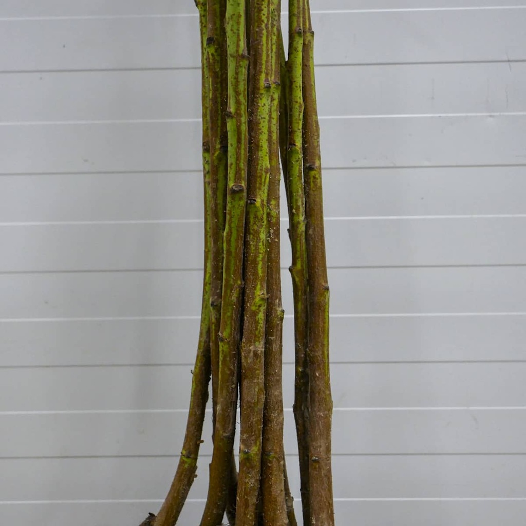 Podkładka brzoskwini Siewka Rakoniewicka 10 szt