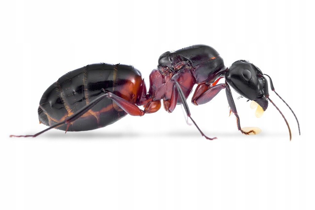 Camponotus (Camponotus) ligniperda