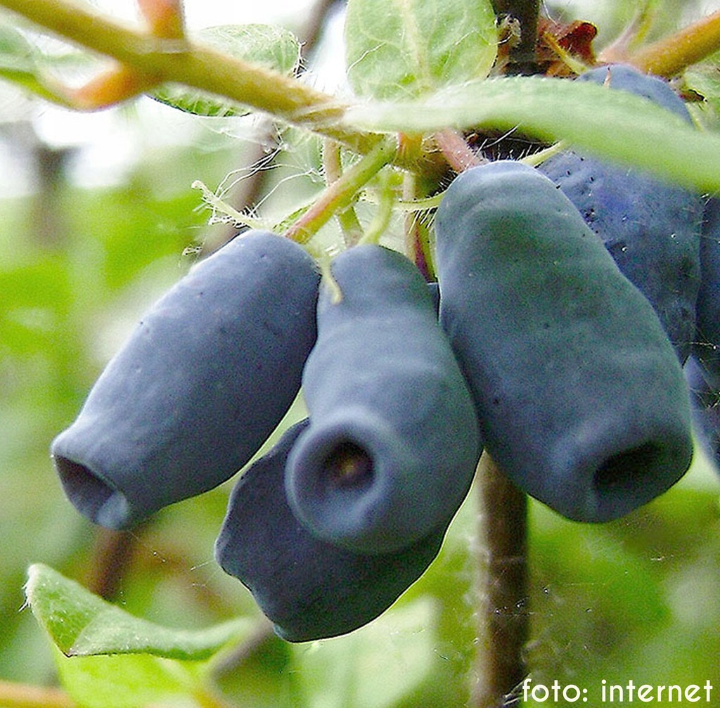 SUCHODRZEW KAMCZACKI ZOJKA / JAGODA KAMCZACKA C2