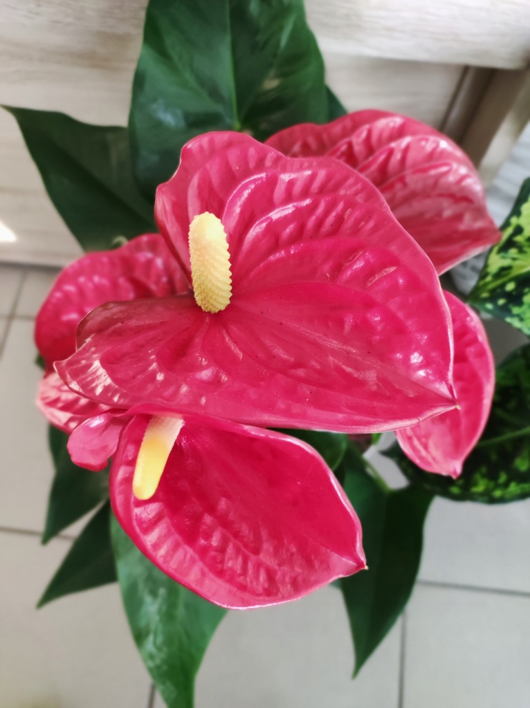 Anthurium Andrego Kitnia czerwona HEAT PACK GRATIS