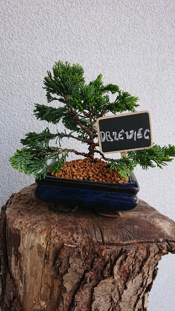 Drzewko Bonsai Cyprys Japoński Hinoki