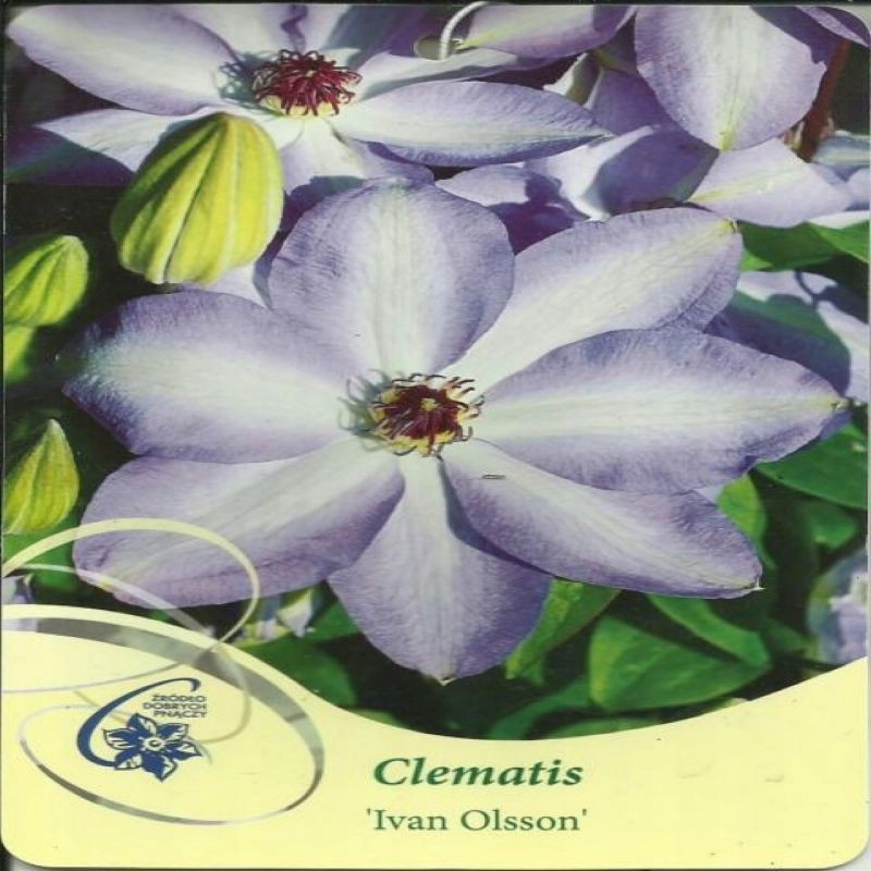 Clematis IVAN OLSSON Powojnik wielkokwiatowy - 2L