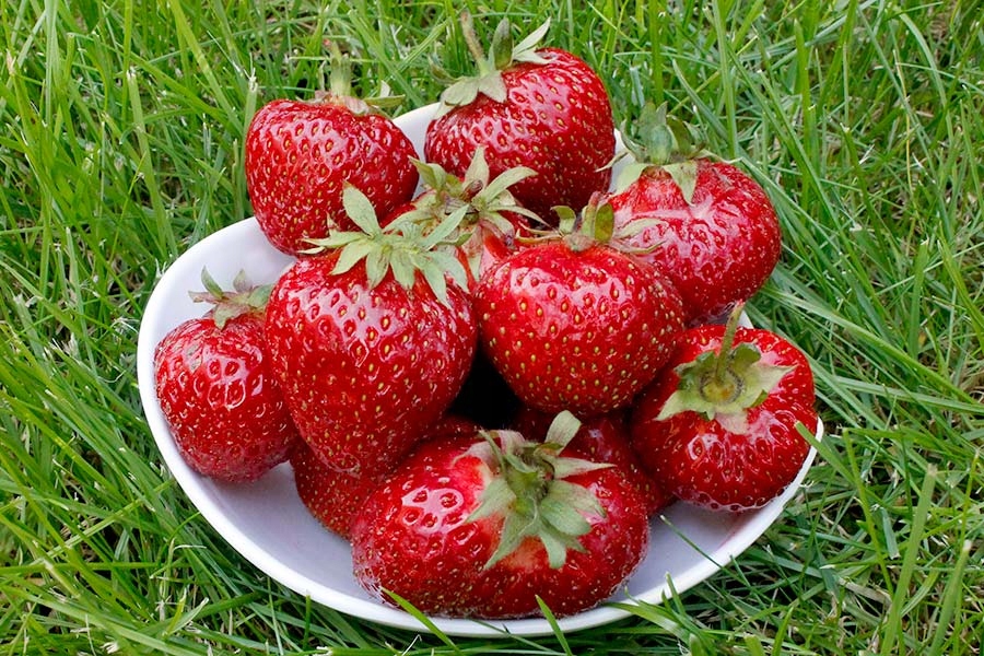 клубника венгерская. сорт клубники полька. заробитчане на клубнике в польше. клубника на мальте. земляника на польском.