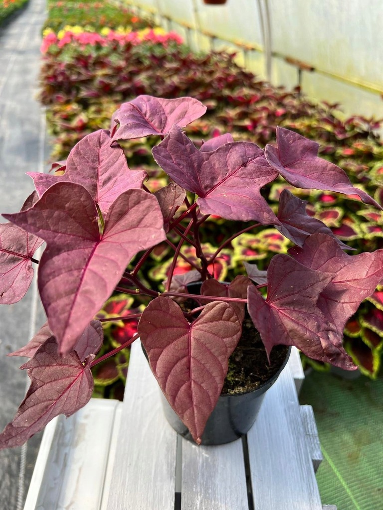 Ipomea Wilec Ziemniaczany piękna SADZONKA brąz