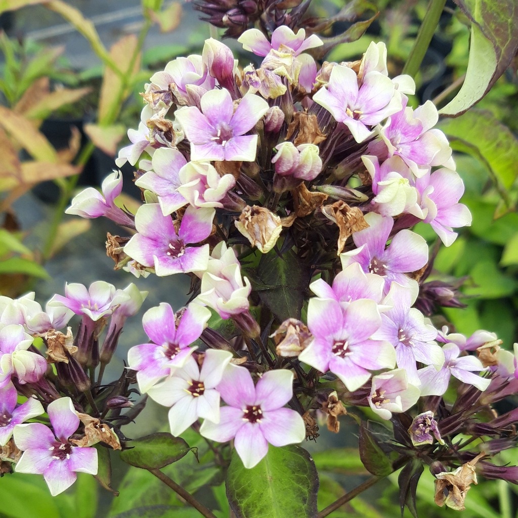 Floks wiechowaty 'Sherbet Blend' - Phlox - 13266092625 - oficjalne ...