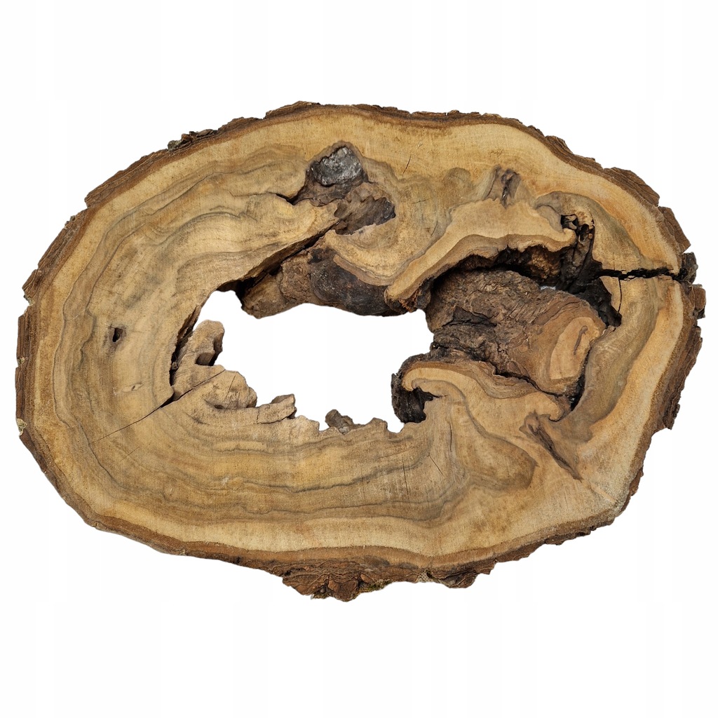 Unikatowy plaster drewna orzech włoski 29-45/6 cm