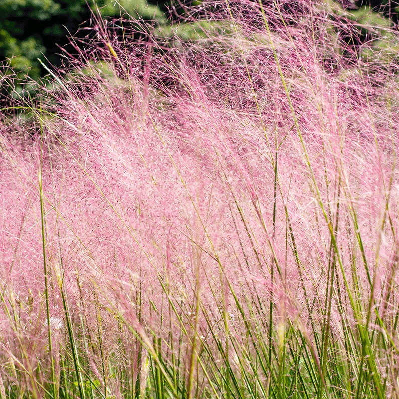 Przyostnia włosowata Muhlenbergia różowa, sadzonka