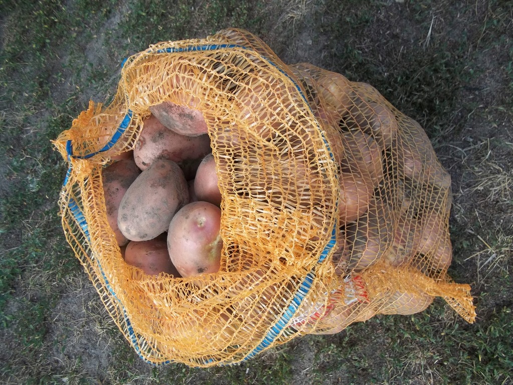 ziemniaki młode Bellarosa żółte , czerwona skórka worek 15 kg.
